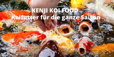 kenji koi daily food  You will find it is also referred to as the koi carp fish