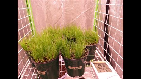 kentucky bluegrass germination time lapse  Kentucky bluegrass can be established from seed or sod with equal success