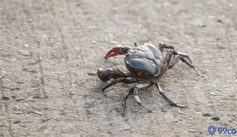 kepiting masuk rumah malam hari  Pakai tabir surya