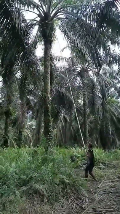 kerja sawit TA Manajemen dan Teknik Pengendalian Hama Terpadu pada Tanaman Kelapa Sawit (Elaeis guineensis Jacq