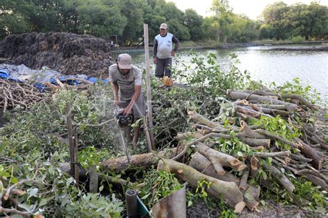 kerusakan hutan  Kerusakan Hutan Hujan Primer Meningkat Sebesar 12% dari Tahun 2019 hingga Tahun 2020