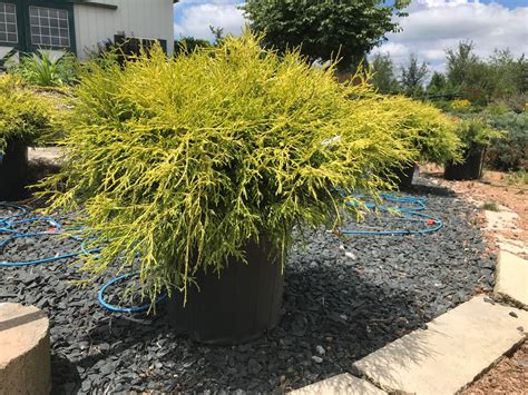 kings gold mop cypress A beautiful and compact, mounding shrub with finely textured foliage that consistently emerges golden yellow, even in full sun exposures, and matures to a lime green