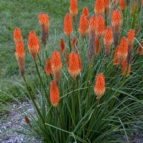 kniphofia joker's wild 11853 MT ID