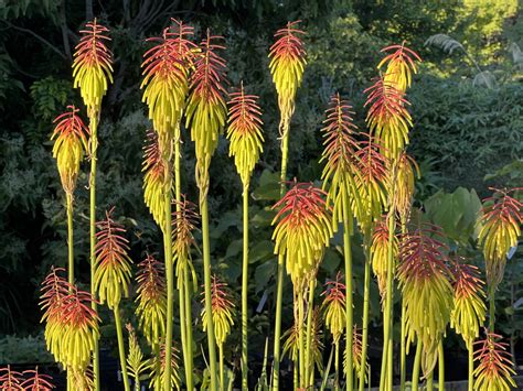 kniphofia rufa rasta  Compact, upright semi-evergreen perennial with arching leaves and stems bearing spike-like red and lime-green flowers