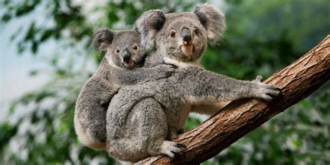 koala bear lisa florida naples samantha escort  to offer the chance to get this close to Queensland koalas! Enjoy the smell of the eucalyptus, learn fun facts about Oz & Katherine, even take a selfie to share on