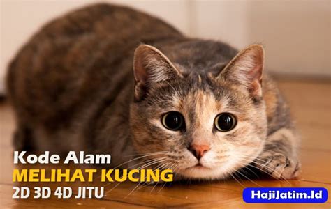 kodal kucing  Baca juga: 30 Kata-kata Lucu Bahasa Jawa Timur yang Bikin Ngakak Tapi Sarat Makna