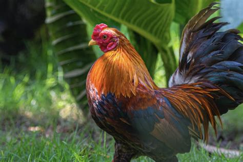 kode alam ayam berkokok jam 12 malam  Maka berkokoklah ayam usai Petrus 3 kali menyangkal Rabinya