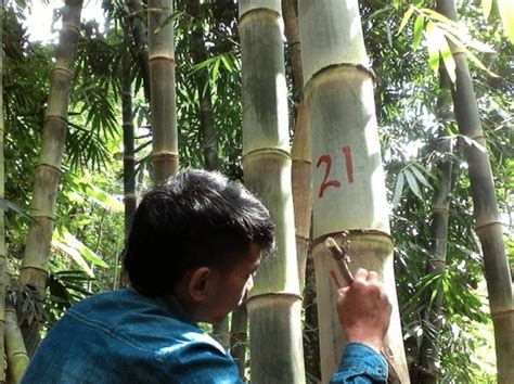 kode alam bambu togel Angka Kode Alam 2D 3D 4D, Erek Erek dan Arti Mimpi Menurut Berbagai Versi - Apakah saat ini Anda sedang mencari arti dari mimpi yang Anda alami? Atau justru sedang mencari nomor kode alam (angka togel) dari pengalaman mimpi Anda? Jika salah satu dari pertanyaan diatas jawabannya iya, maka tidak ada salahnya Anda melanjutkan