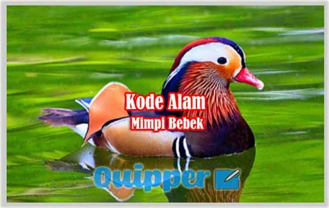 kode alam bebek  3