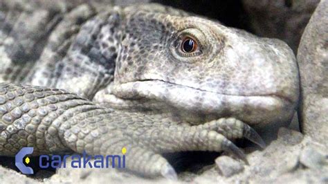 kode alam biawak  Tafsir mimpi ular masuk rumah Makna burung hantu masuk rumah 1