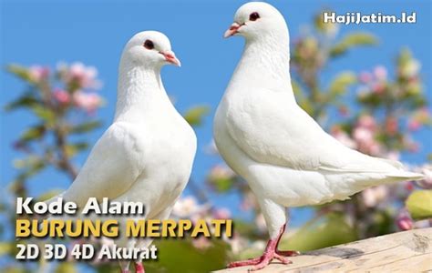 kode alam burung merpati masuk rumah 2 Tanya Buku Mimpi Erek Erek 2D 3D 4D Terbaru : Buku Mimpi Erek Erek Binatang Kode Alam hewan atau yang biasa disebut nomor binatang togel 2D 3D 4D