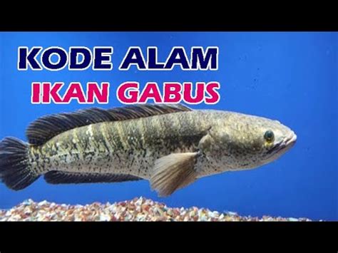 kode alam ikan gabus togel  Angka jitu yang dapat anda gunakan pada erek erek mimpi memasak ikan gabus menurut primbon jawa 2d 3d 4d