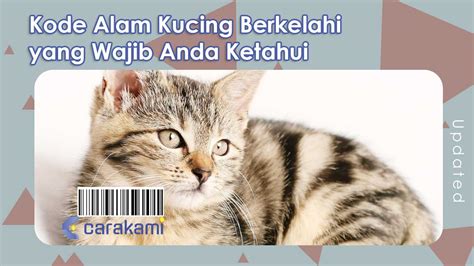 kode alam kucing berkelahi di depan mata  2D = 05 <> 17