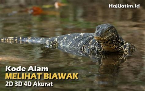 kode alam melihat biawak  Kode Alam Dikejar Biawak