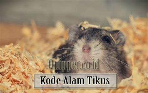 kode alam melihat tikus  1