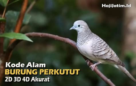 kode alam perkutut Angka Mimpi Burung Perkutut 4D ( 6092 – 6690 ) Jangan Lewatkan : Erek Erek Burung Pelatuk di Buku Mimpi Angka Main dan Kode Alam