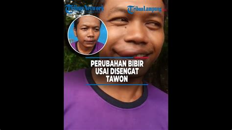 kode alam tawon  Makna Mimpi Tafsir Mimpi Dan ErekErek Togel di disengat Lebah Tawon Liar Untuk Pria Menikah Menurut primbon alami Mimpi terserang banyak lebah adalah tandatanda baik 