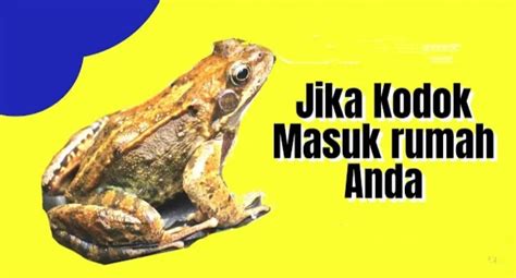 kodok putih masuk rumah 12