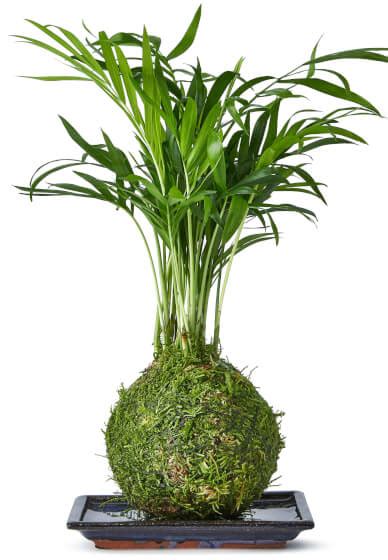 kokedama classes london  London is widely known for its vibrant culture, world-famous landmarks, and fascinating history