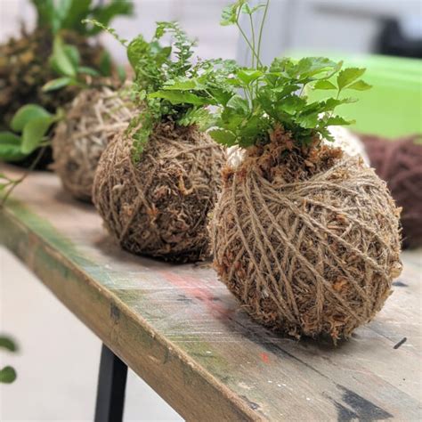 kokedama classes melbourne  label $120