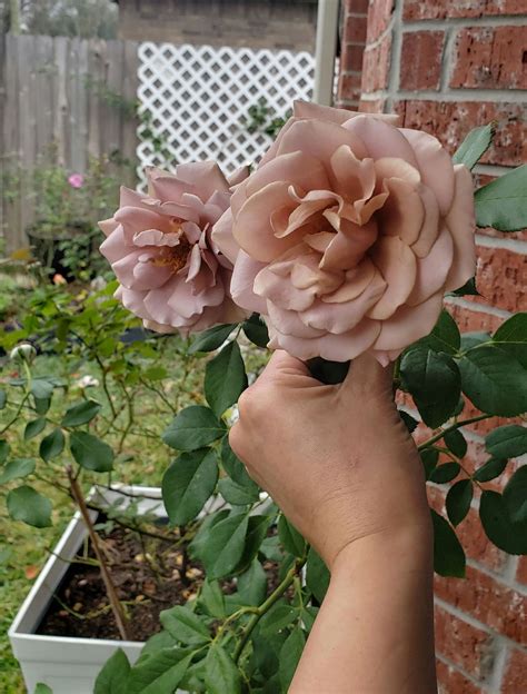 koko loko rose for sale uk m