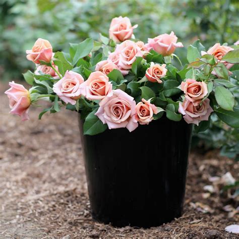 koko loko rose for sale uk  The Koko Loko has an average bloom size of 4 inches, with a moderate fragrance that will make your yard smell heavenly