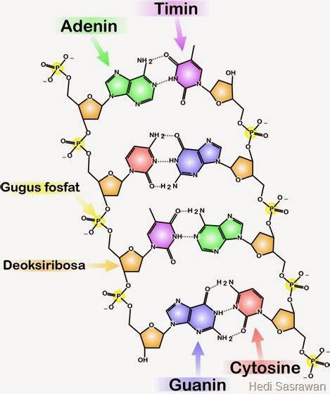 komponen gula dna  Kandungan DNA dalam sel menyesuaikan pada sifat ploidi (genom) sel atau jumlah kromosom di dalam sel