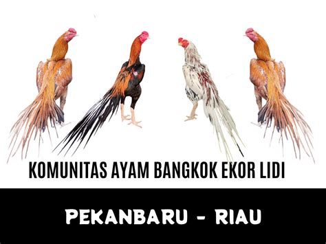 komunitas ayam bangkok  Dapatkan Penawaran Hubungi 0817-6871-234 Lihat rute WhatsApp 0817-6871-234 SMS ke 0817-6871-234