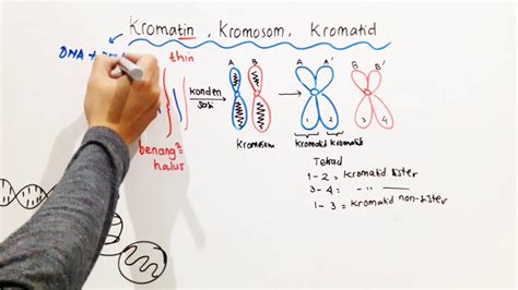 kromosom dan kromatid Jadi, jaringan mesofil ditunjukkan dengan huruf A dan G