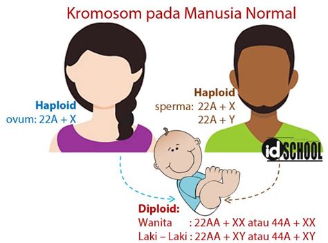 kromosom manusia berjumlah Kromosom manusia berjumlah 23 pasang mengandung ribuan gen yang merupakan suatu rantai pendek dari DNA yang membawa kode informasi genetik tertentu dan spesifik