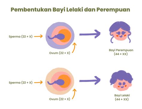 kromosom penentu jenis kelamin  Penentuan jenis kelamin pada manusia ditentukan oleh