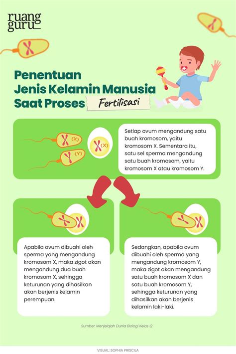 kromosom yang menentukan jenis kelamin  Kromosom Y yang kecil inilah yang menentukan kelamin jantan pada manusia