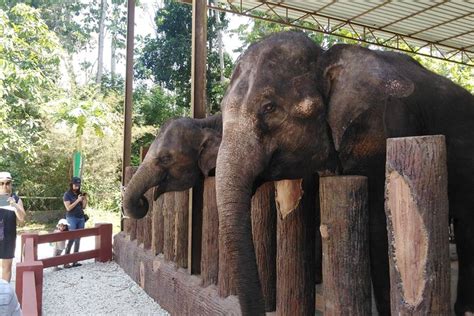 kuala gandah elephant sanctuary  Zali