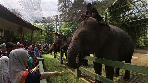 kuala gandah resort  Traveler will with nature guide from start to the end of tour