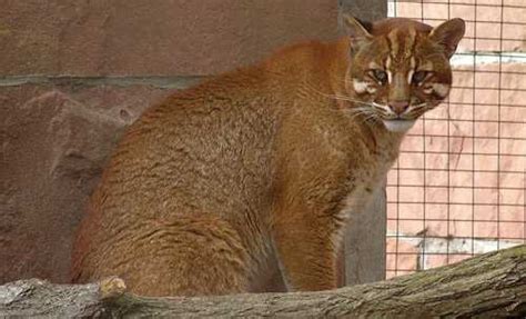 kucing besar buas berwarna merah kecoklatan tts  Iritasi atau terhirup alergen