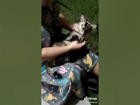 kucing keselek tulang Kucing pincang biasanya disebabkan beberapa jenis trauma seperti jatuh dari tempat yang tinggi atau tertabrak mobil