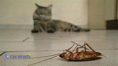kucing makan kecoa Contoh hewan yang mengalami metamorfosis tidak sempurna adalah belalang, capung, jangkrik, hingga kecoa