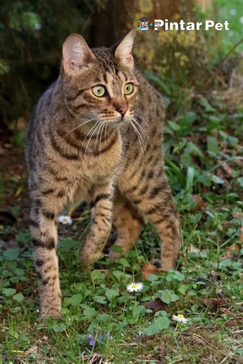 kucing mati depan rumah artinya  Ilustrasi kucing hitam