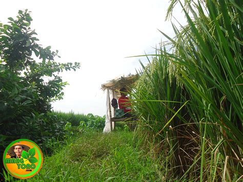 kunaon manuk piit teh tinggeleber haliber Sakali awewe geus dieksekusi pamundut teh, bumi dibuka, aul ieu ngan poglochen! Na di tempatna kabentuk hiji danau, anu ngaran bisa ditarjamahkeun salaku pangperangan