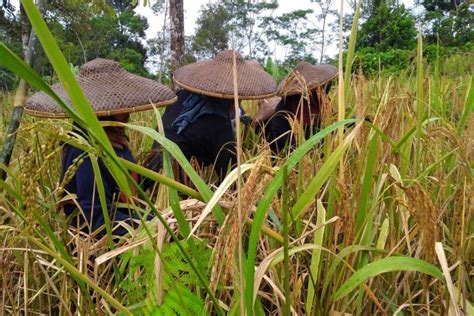 ladang padi huma tts  Nov 2, 2021 ·   Gerakan penanaman padi huma di ladang-ladang sudah dimulai pada awal November dan panen Mei 2022