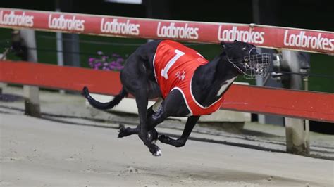 ladbrokes dog racing results  Ladbrokes greyhounds results