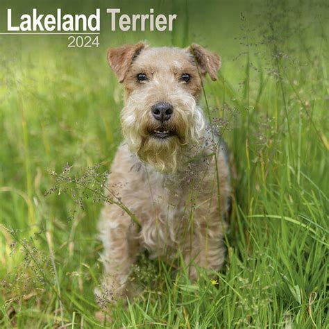 lakeland terrier perth  £700 Vip