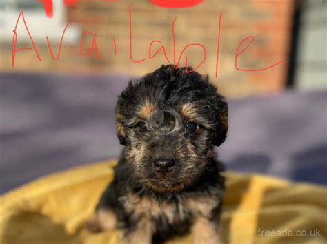 lakeypoo puppies  Finn is a year-old Lakeland Terrier/Poodle Cross otherwise known as a Lakeydoodle or Lakeypoo