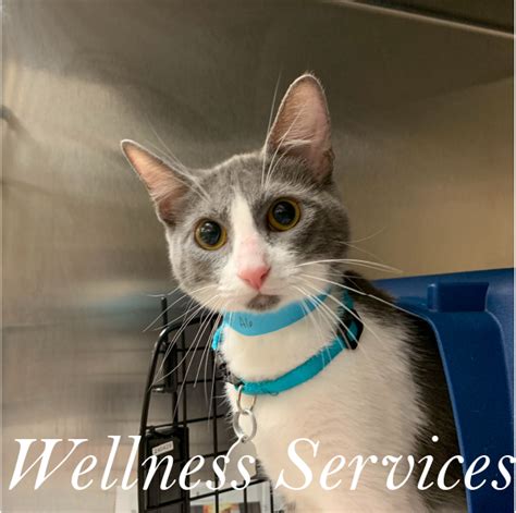 lawler veterinary essentials prime essentials rx 345 broadway 2129417900 26 white bridge rd nashville 37205 6153528484 azalia's phcy & discount inc 428 e 49th st 33013 3056859556 20824 fm 1485 rd new caney 77357 2816890002 3085 scenic hwy s snellville 30039 7709821061 2160 white st 17404 7178451318 medicap pharmacy 316 broadway st audubon 50025