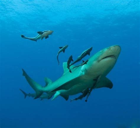 lemon shark characteristics  Requiem sharks are known for their streamlined bodies