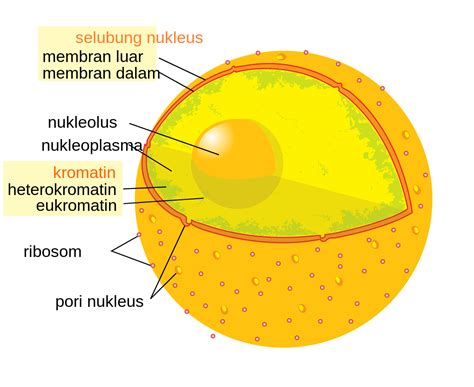 letak inti sel  Anatomi otot jantung meliputi berikut ini: 4