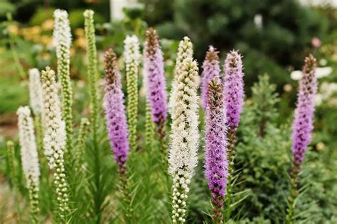 liatris scientific name  This variation has a dark green face with a thin, light green pattern circling the leaf’s rib