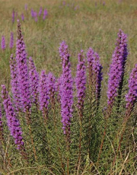 liatris scientific name  Average 10-25% of diet