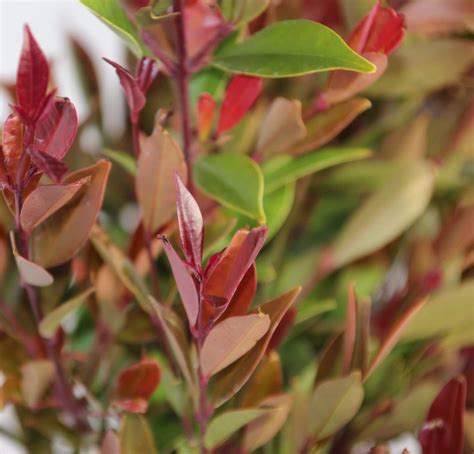 lilly pilly hell  However, both varieties can grow to a height of 5 metres and are excellent for hedging