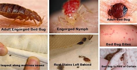 linq bed bugs  They prefer human blood, but also will feed on other mammals, such as dogs or cats